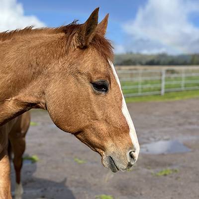 Recently Adopted Horse Named Flame. She uses Ramaekers Equine Transfer Factor Premix Pellets.