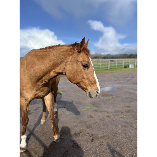Recently Adopted Horse Named Flame. She uses Ramaekers Equine Transfer Factor Premix Pellets.