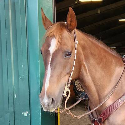 Meet Sam, our Featured Pet. This supplement saved his life. Endorsement of Equine Transfer Factor Premix Pellets.