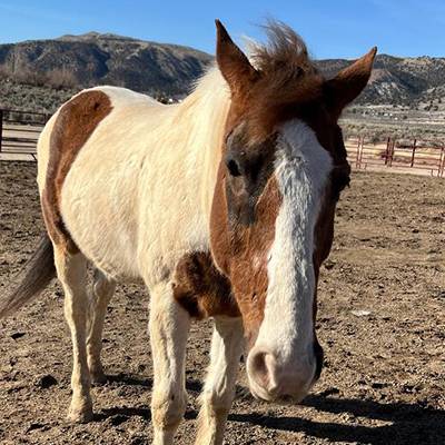 Featured Pet, Rio.