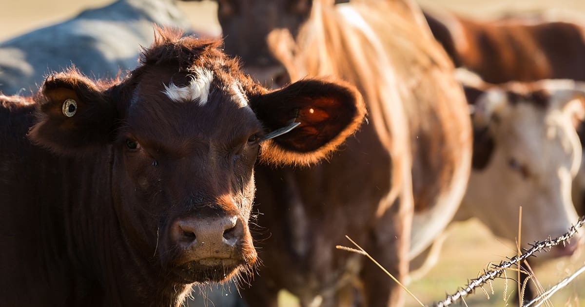 Bovine Vaccine Titer Enhancement.