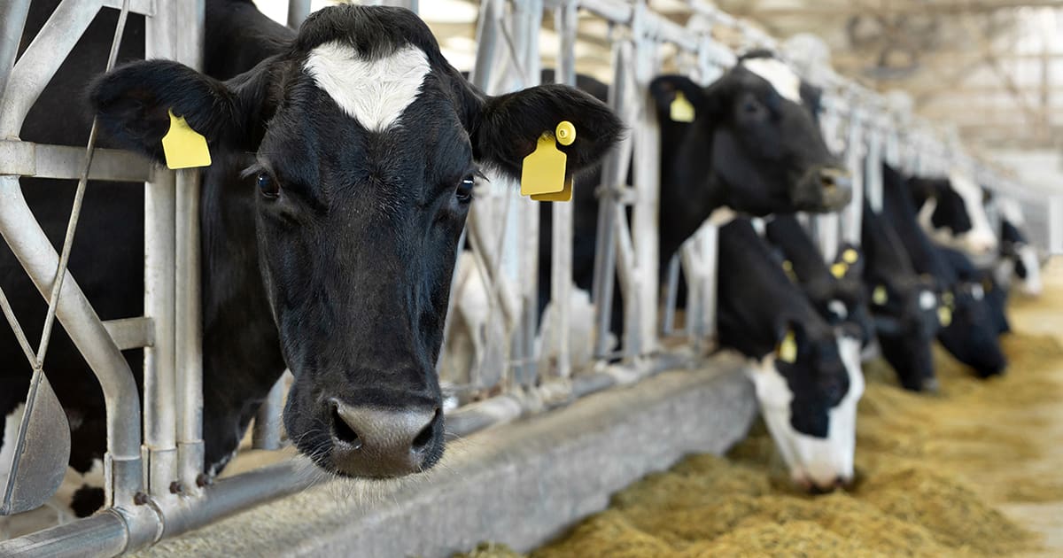 Central California Dairy Cattle Trial