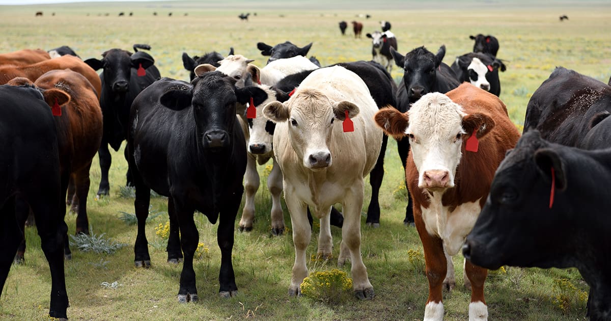 Chisholm Cattle Company, LLC.