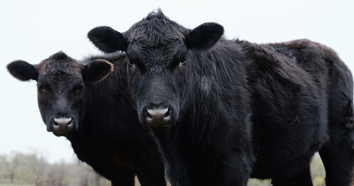 Colorado Natural Beef Study.
