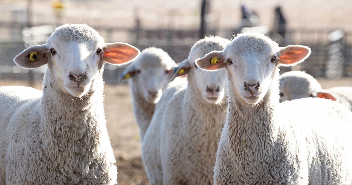 Goat and Sheep Case Studies.