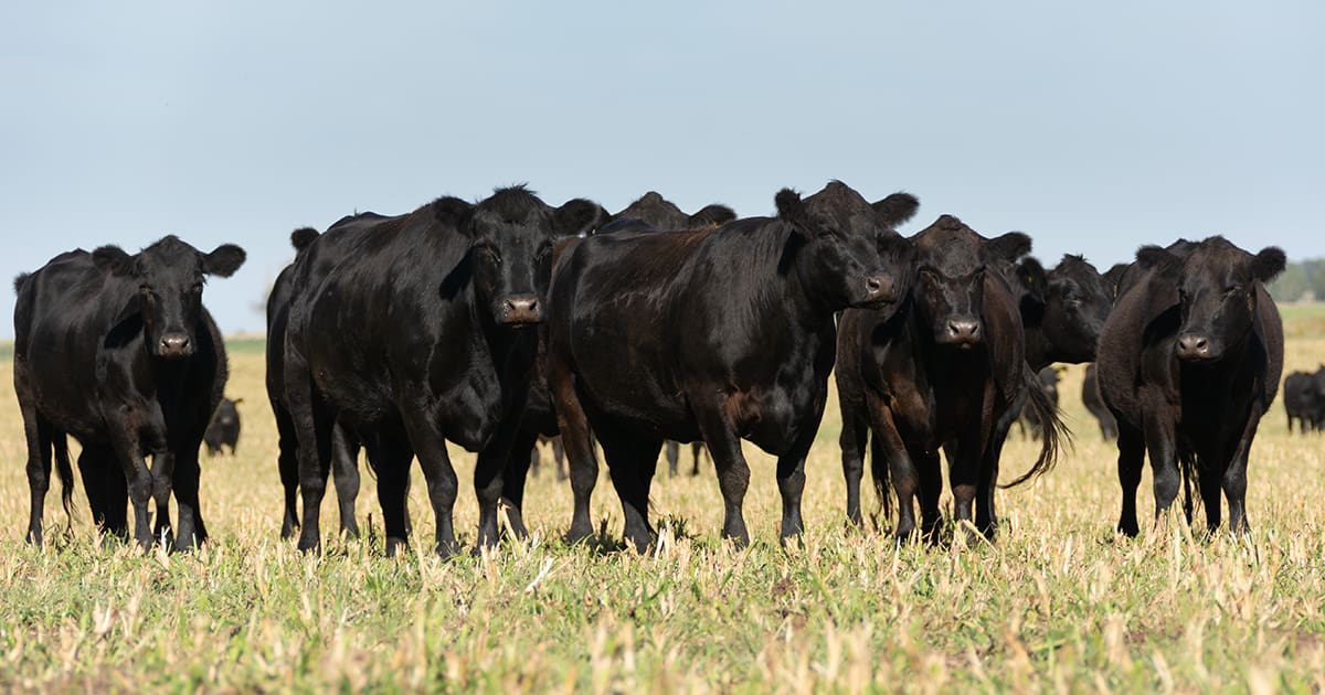Improved Embryo Quality and Quantity.