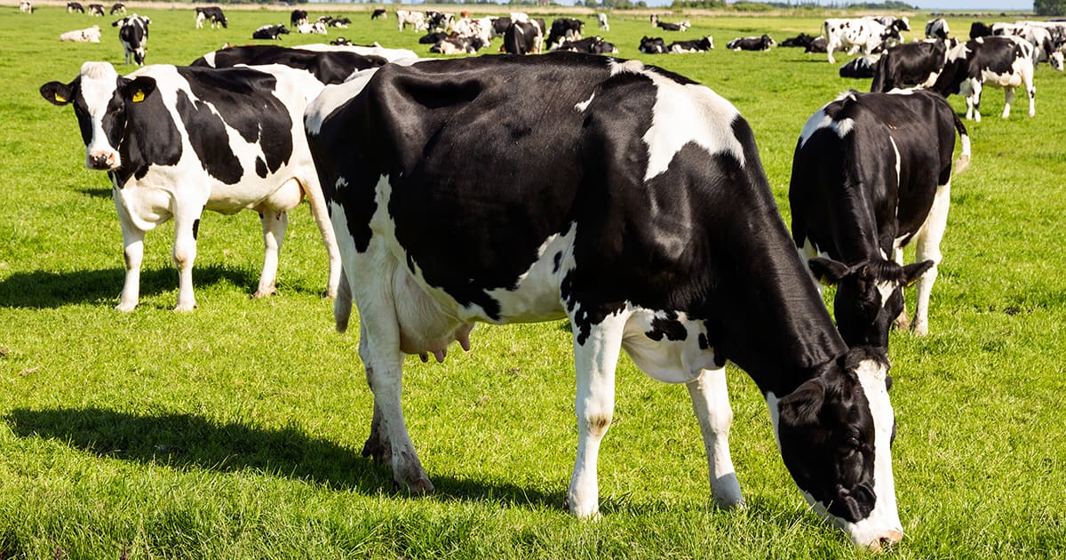 Mastitis Study Dairy Cattle.
