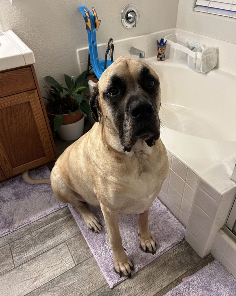 Featured Pet, Remington. Complete+ Immune Support Powder has done wonders for his hot spots. 