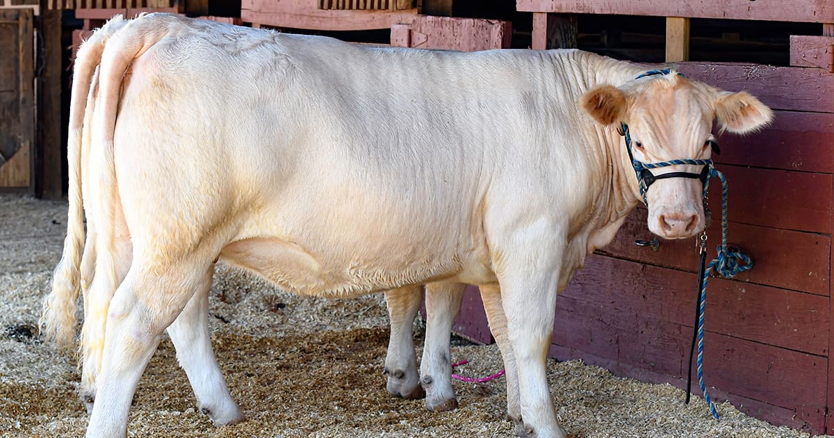 Reproduction Fertility in Cows.