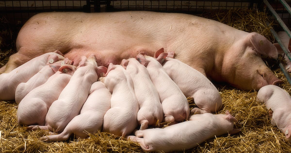 Swine Study Natural Pig Operation.