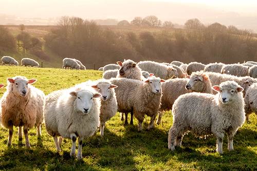 About Ramaekers Nutrition. Picture of a heard of sheep.