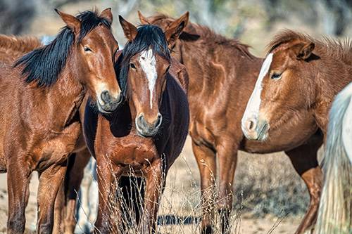 About Ramaekers Nutrition and our Patented Formulas. A group of four horses gathered.