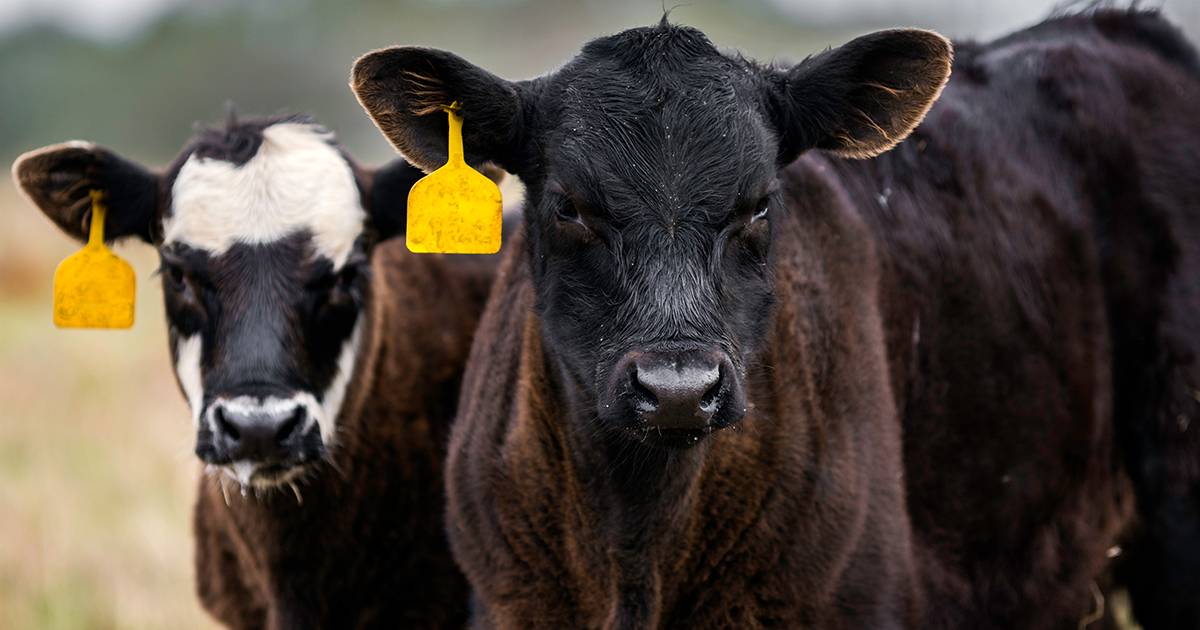 Calf Sickness can Cost.