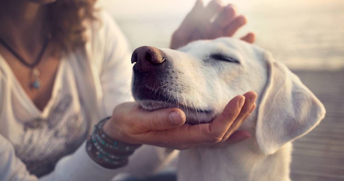 Complementary and Alternative Veterinary Medicine.