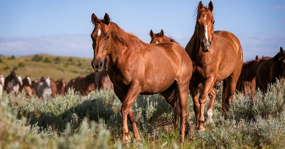Equine Strangles Study