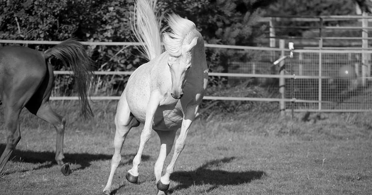 Pigeon Breast Arabian Gelding