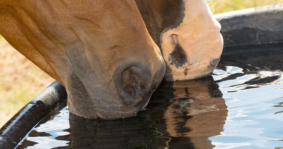 Pigeon Breast Quarter Horse