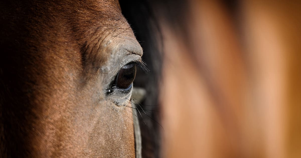 Squamous Cell Carcinoma Arabian