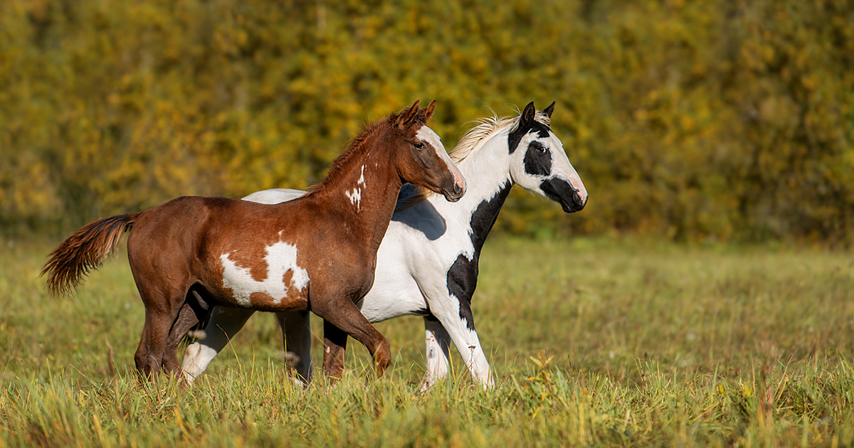 Squamous Cell Carcinoma Paint