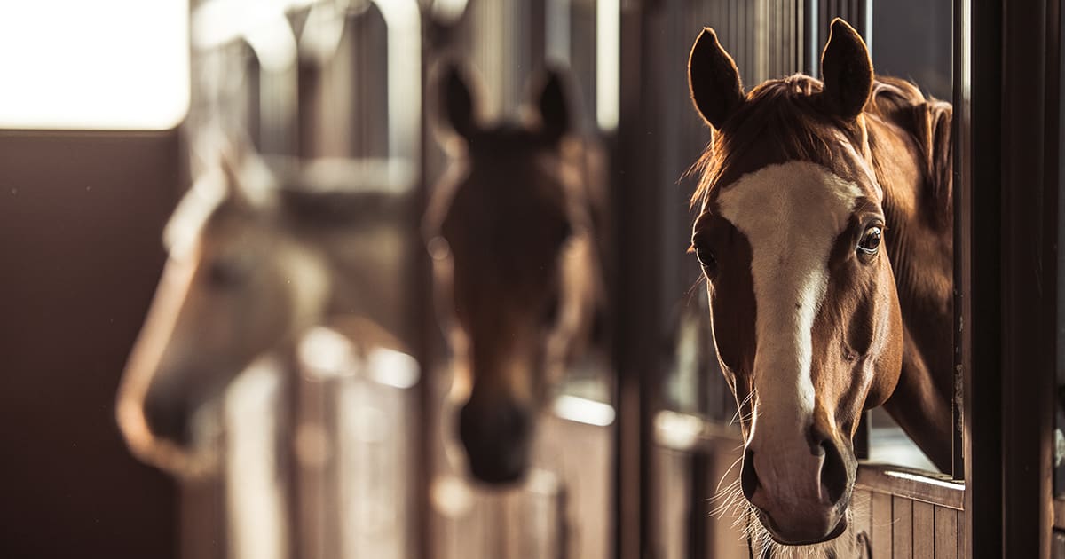 Squamous Cell Carcinoma Penile