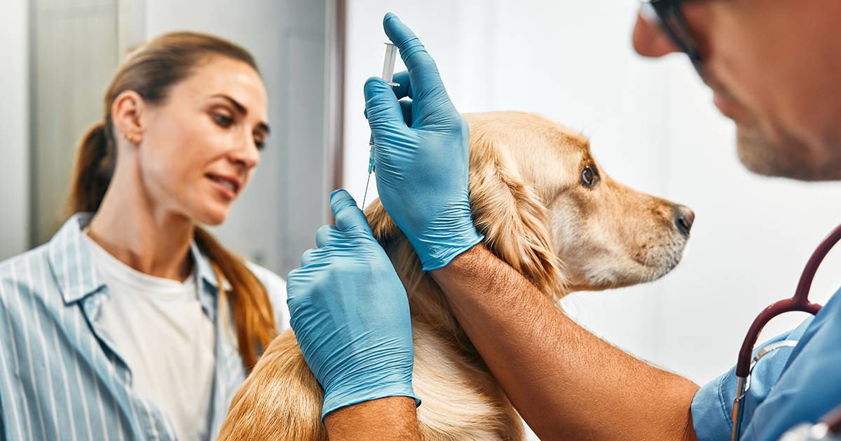 Vaccination and Titer Testing.