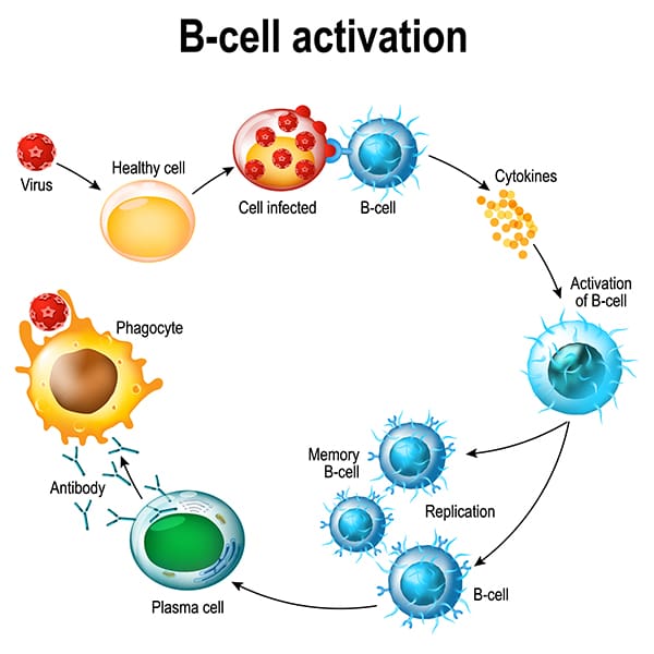 B Cell Activation