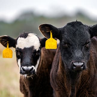 Bovine Supplements.