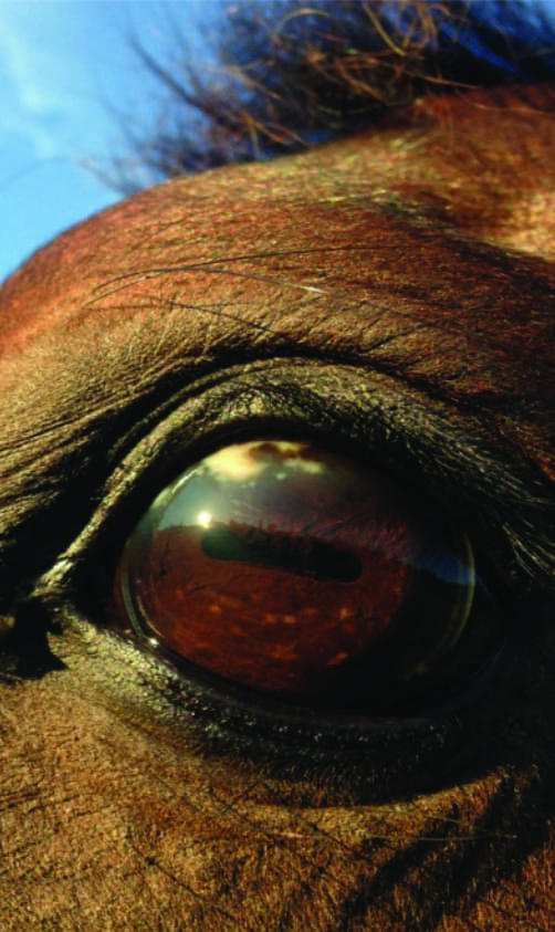 After Transfer Factor Consumption. Horse with eye cancer.