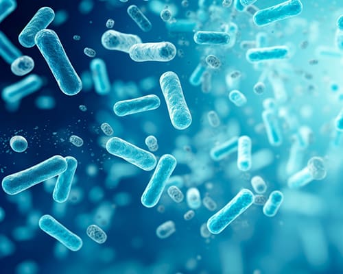 Lactic Acid-Generating Bacteria