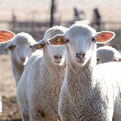 Other Livestock Products.