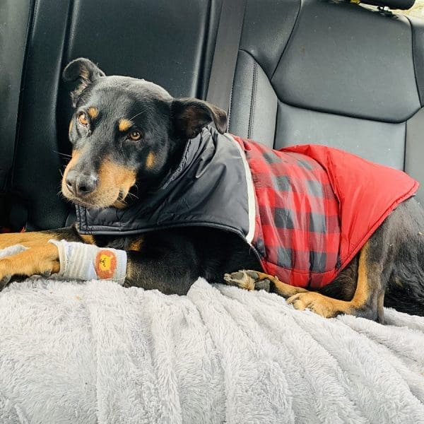 Tango. Featured Pet using Vet Immune Professional Tabs for arthritis, chewing, and itching.