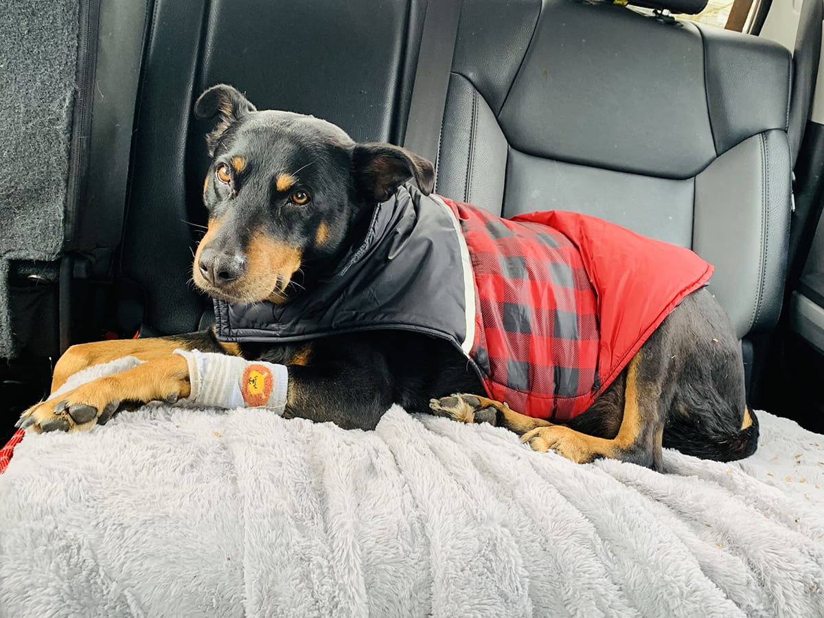 Tango. Featured Pet using Vet Immune Professional Tabs for arthritis, chewing, and itching.