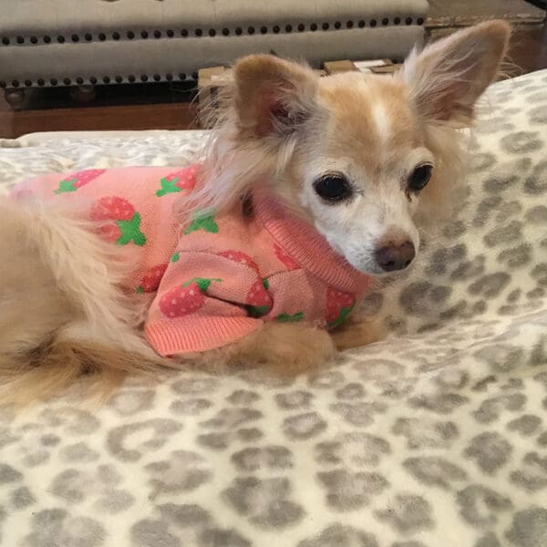This is our featured pet, Daisy. She suffers from heart issues and a mammary tumor. Vet Immune Professional Powder helps her enjoy a quality of life despite her challenges.