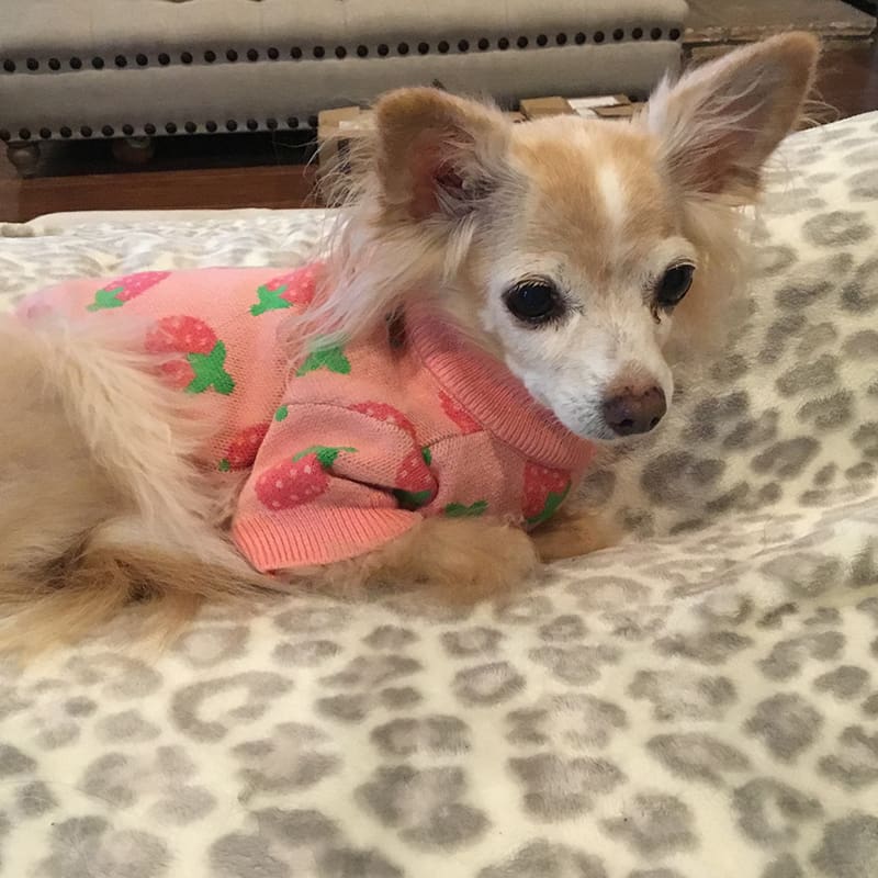This is our featured pet, Daisy. She suffers from heart issues and a mammary tumor. Vet Immune Professional Powder helps her enjoy a quality of life despite her challenges.