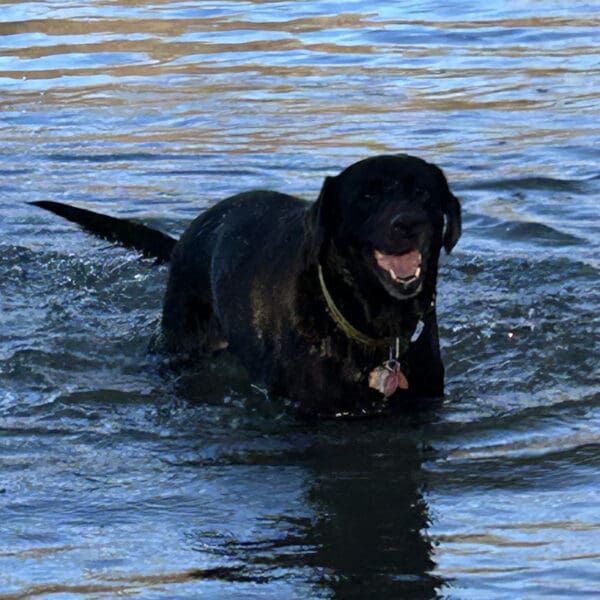 Jasmine. She uses Vet Immune Professional Tabs to help with her cancer. This is her playing in the lake.