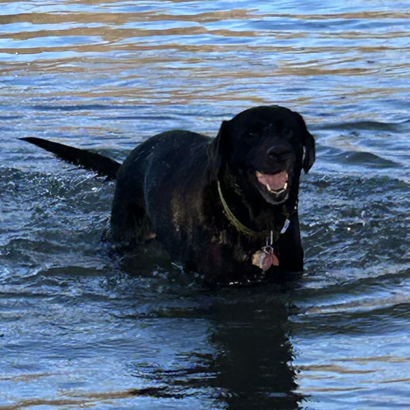 Jasmine. She uses Vet Immune Professional Tabs to help with her cancer. This is her playing in the lake.