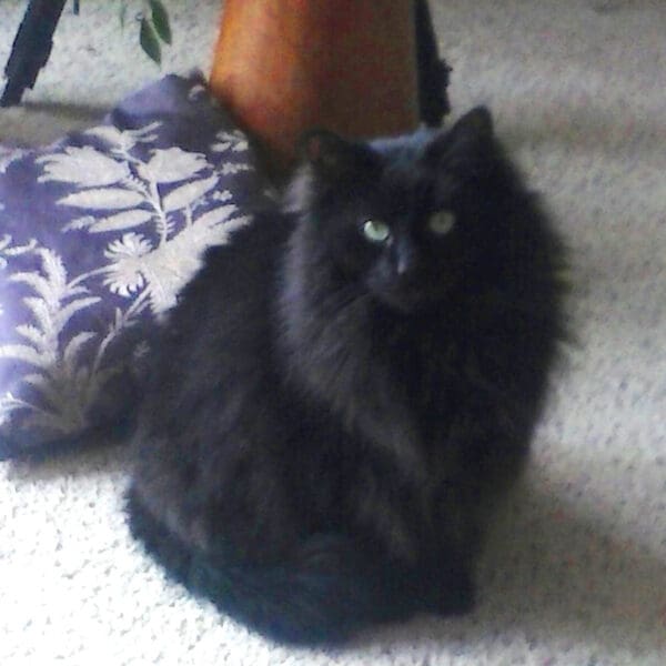 This is our featured pet, Lila. She used the Livestock Stress Pack after her cancer diagnosis, it helped maintain her quality of life.