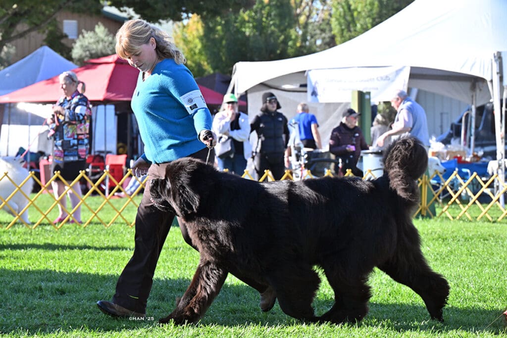 This is our featured pet, Sig. He has excellend with his species-appropriate raw meat diet and Complete+ Immune Support Powder overcoming previous anxiety, and appetite issues.