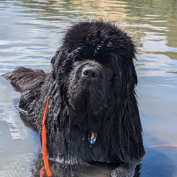 This is our featured pet, Sig. He has excellend with his species-appropriate raw meat diet and Complete+ Immune Support Powder overcoming previous anxiety, and appetite issues.