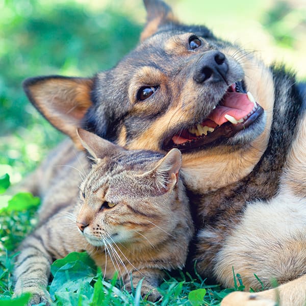 Featured Pets. Ramaekers Nutrition.