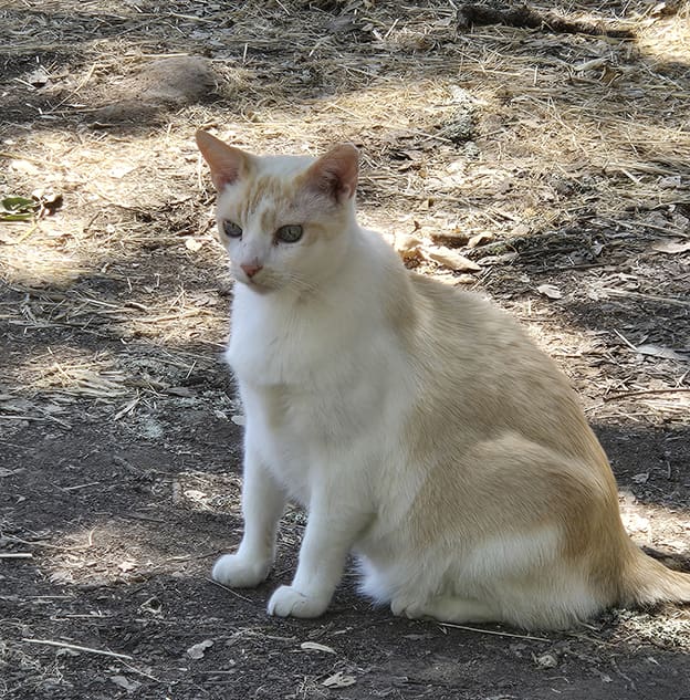 Featured Pet, Mookie. He uses Complete+ Immune Support Powder. It helps solve his fastrointestinal and skin issue.