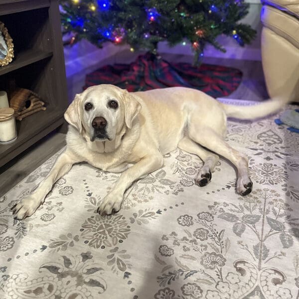 This is our featured pet, Winnie. She was diagnosed with a highly aggressive cancer and takes Vet Immune Powder.