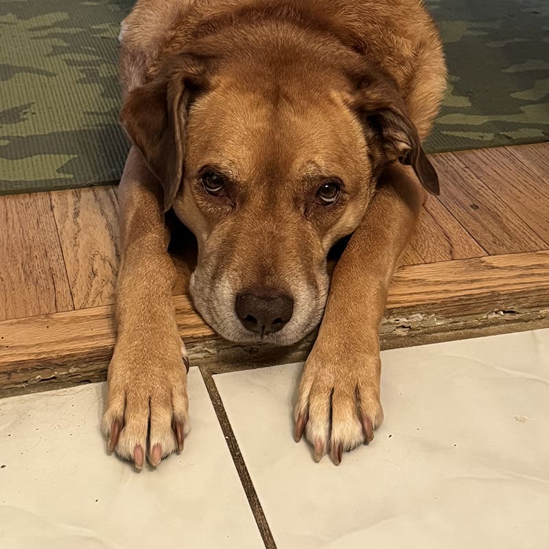 Featured Pet, Mila. She has osteosarcoma, and uses Vet Immune Professional Powder. It helps her to feel better.