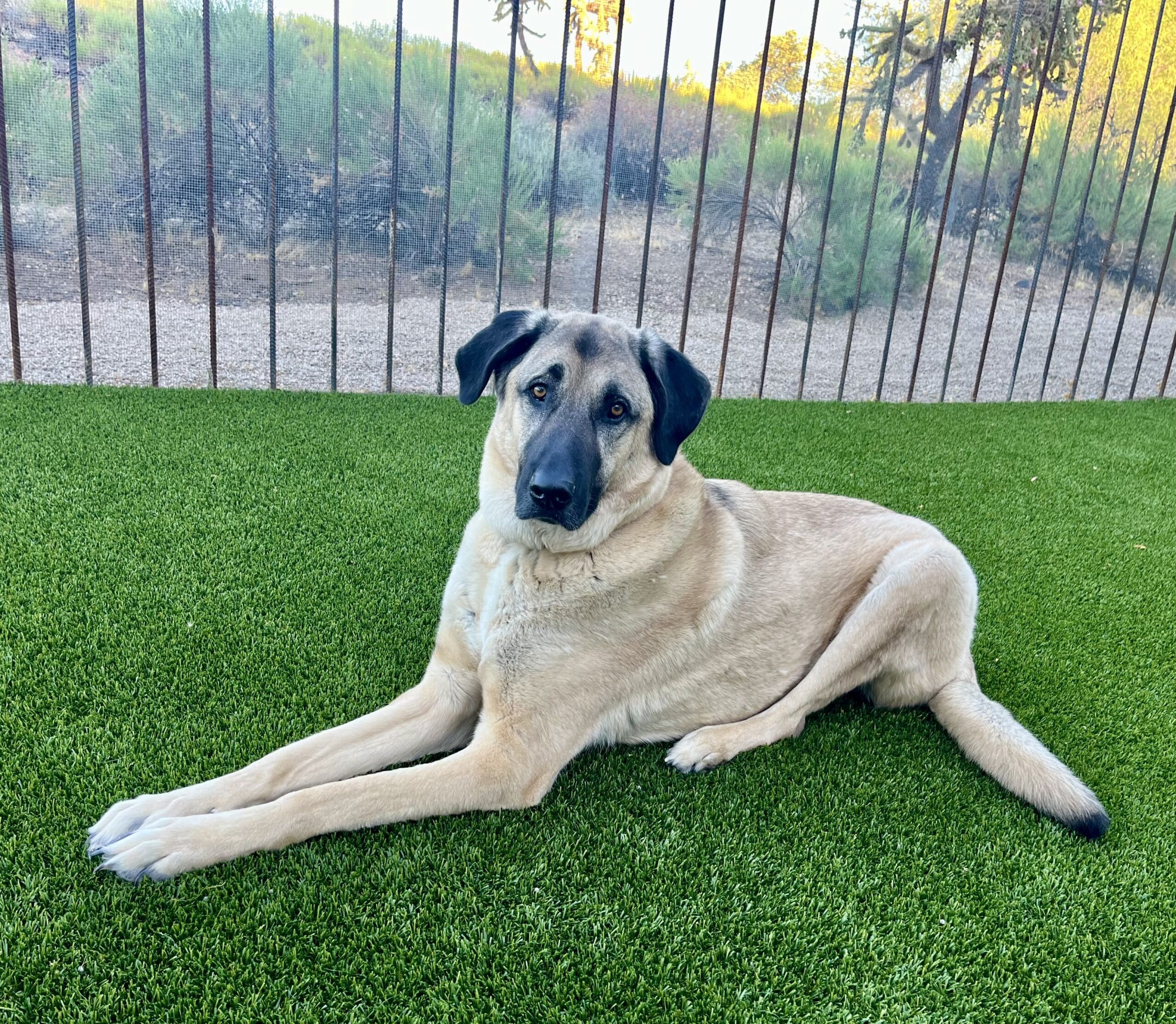 Featured Pet, Remington. He's overcome his Valley Fever with the help of our Vet Immune Professional Tabs.