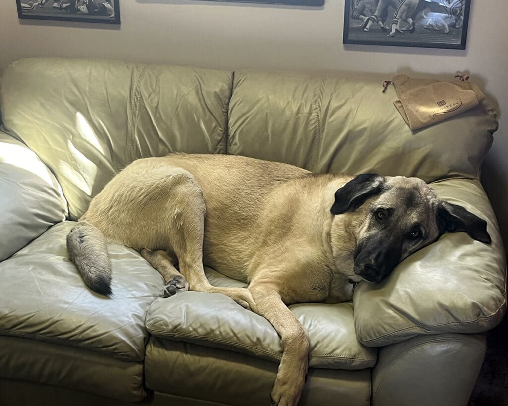 Featured Pet, Remington. He's overcome his Valley Fever with the help of our Vet Immune Professional Tabs.