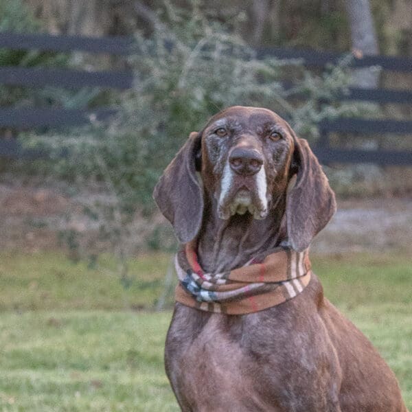 Featured Pet, Siena. Ramaeker’s nutrition products have helped her with her allergies so much by supporting her immune system, allowing her to do all of her favorite outdoor activities without getting itchy!