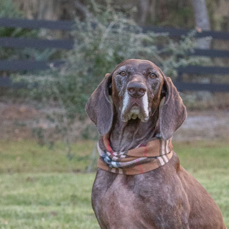 Featured Pet, Siena. Ramaeker’s nutrition products have helped her with her allergies so much by supporting her immune system, allowing her to do all of her favorite outdoor activities without getting itchy!