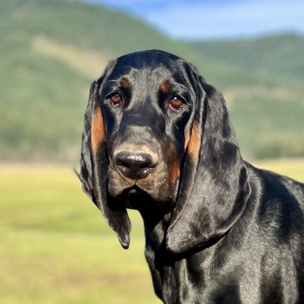 Featured Pet, Siri. She takes Vet Immune Professional Powder. It helps her to maintain her coat and structure as she continues to grow.