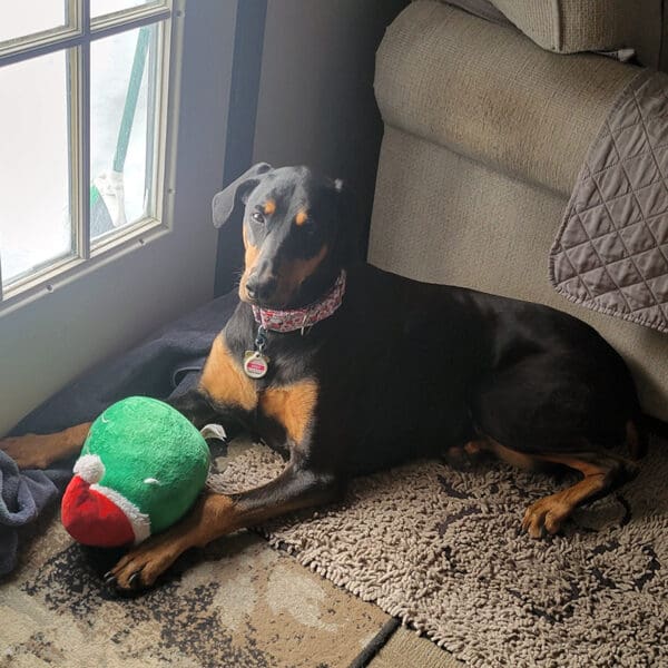 Featured Pet, Zoey. She has osteosarcoma, and uses Vet Immune Chews in combination with Western Medicine. The Chews help her to feel better.