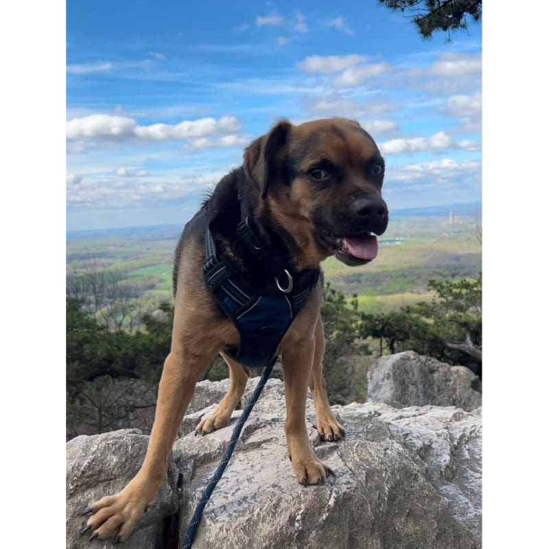 Featured Pet, Henry. He thrives on Complete+ Immune Support Powder and has beaten his alergies.